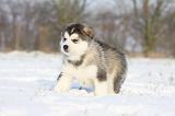 ALASKAN MALAMUTE 289